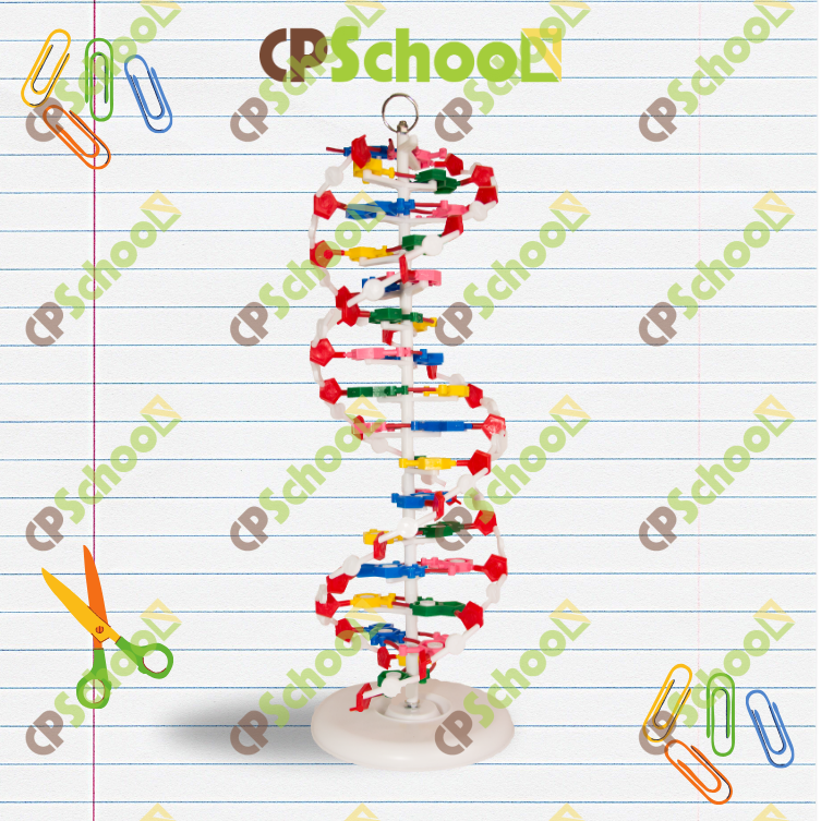 Mô hình cấu trúc DNA